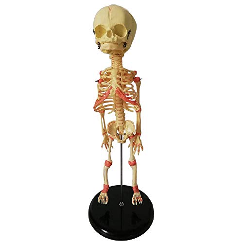 Baby-Skelett-Modell – 35 cm großes fetales Skelett-Lehrmodell, menschliches Baby-Anatomie-Schädel-Skelett-Modell, medizinische Anatomie, anatomisch – für Studienanzeige, medizinisches Lehrmodell von MFYHMY