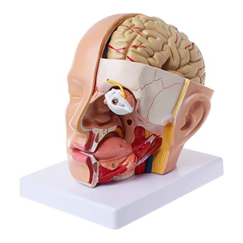 Bildungsmodell menschliche Anatomie Kopf Schädel Gehirn Hirnarterie anatomisches Modell für den Unterricht, medizinische Modelle von MFYHMY