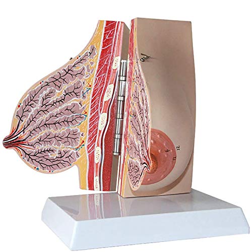 Brustmodell, anatomisches Modell einer stillenden Frau, geeignet für die Ausstellung zur Krankenhausschulbildung von MFYHMY
