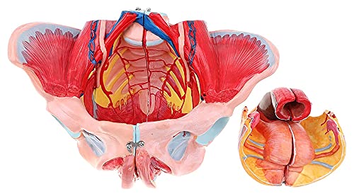 Damenbecken Beckenmodell Modell Anatomie des weiblichen Cingol-Muskelmodells Beckenboden weibliches anatomisches Modell Trainingsbecken von MFYHMY