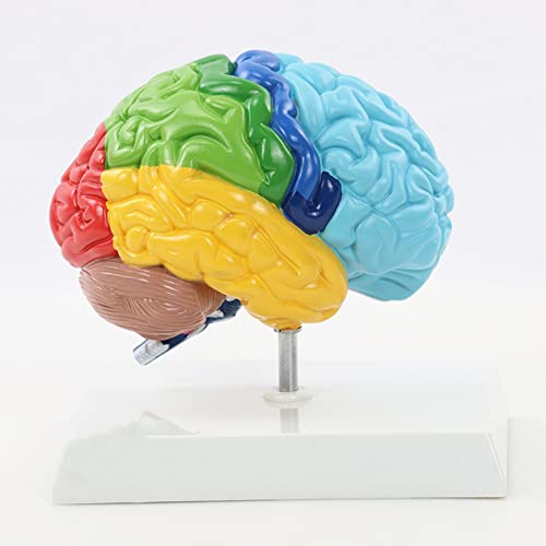 Halbgehirnmodell, 1:1 Anatomie des Funktionsbereichs der rechten Hemisphäre Modell des menschlichen Gehirns, Nachbildung der Anatomie des menschlichen Körpers von MFYHMY