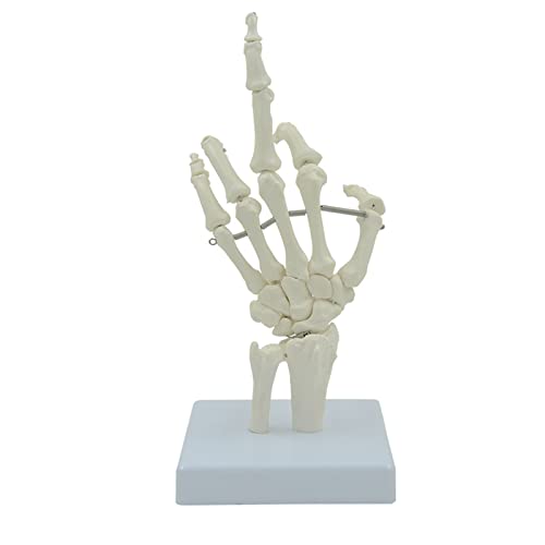 Handskelettmodell mit Unterstützung für die natürliche Größe des menschlichen Handknochens. Gelenkmöbel für das Büro des Krankenhauses. Knochen der menschlichen Hand von MFYHMY