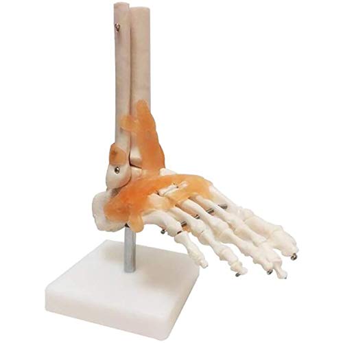 Knöchelgelenk, anatomisches menschliches anatomisches Modell mit Bändern, Wadenbein, Zehenknochenstruktur für medizinische Ausbildung von MFYHMY
