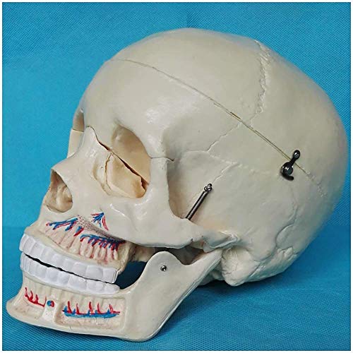 Lebensgroßes Schädelmodell – medizinisches anatomisches Anatomie-Schädelmodell mit abnehmbarer Abdeckung – Reihe von Zähnen – Studio für den Unterricht medizinisches Modell von MFYHMY