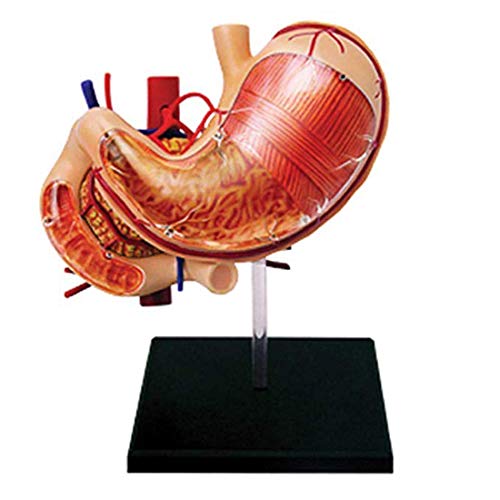 Lehrmodell Menschliches Magenorgan Anatomisches Modell Organanatomie Abnehmbares 12-teiliges Medizinisches Lehrmodell, Medizinische Modelle von MFYHMY