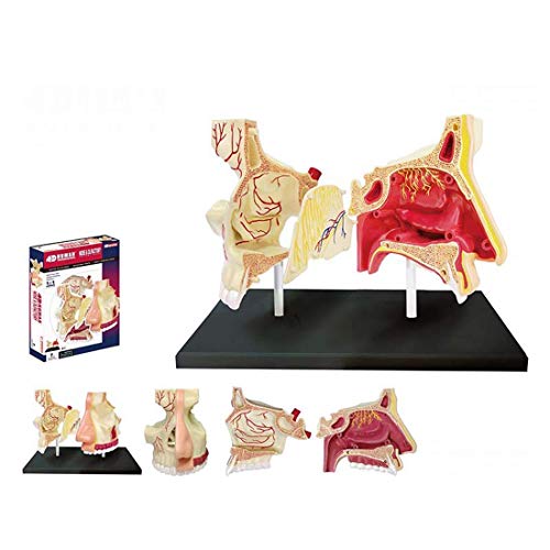 Lehrmodell Menschliches Organ Anatomisches Modell L Organanatomiemodus 27 Abnehmbare Teile Medizinisches Lehrmodell, Medizinische Modelle von MFYHMY