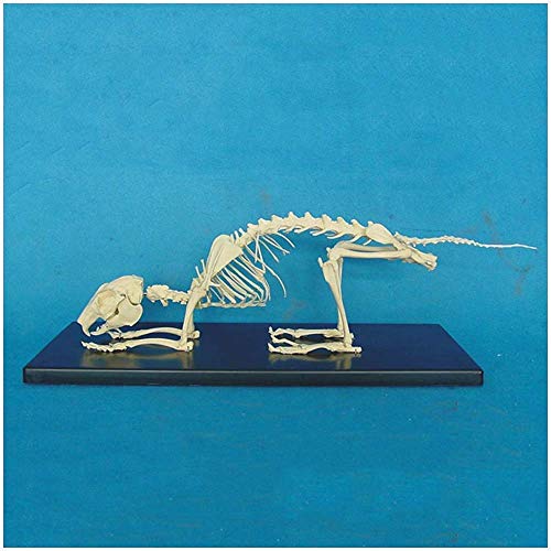 Lehrmodell Skelettanatomie Anatomisches Modell – Skelettmodell – Veterinär-Lehrdemonstration, Modell – für Studien-Display-Unterricht, medizinisches Modell von MFYHMY