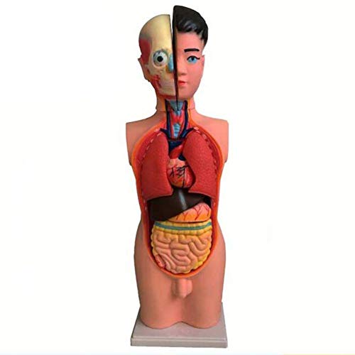 Lernmodell 45 cm, Anatomiemodell des jugendlichen menschlichen Körpers, innere Organe, menschliche Anatomie, anatomisches Modell für Lehrmittel, medizinische Modelle von MFYHMY