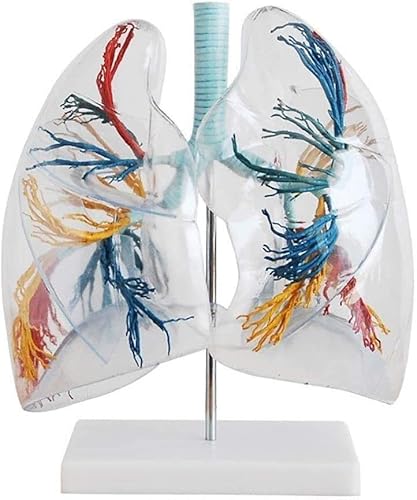 Lungenmodell, anatomisches Lungenmodell, menschliches Organmodell, anatomisches Modell der menschlichen Lunge, 2X transparenter Bronchialbaum in voller Größe, abnehmbare Komponente, 8 Visualisierung von MFYHMY