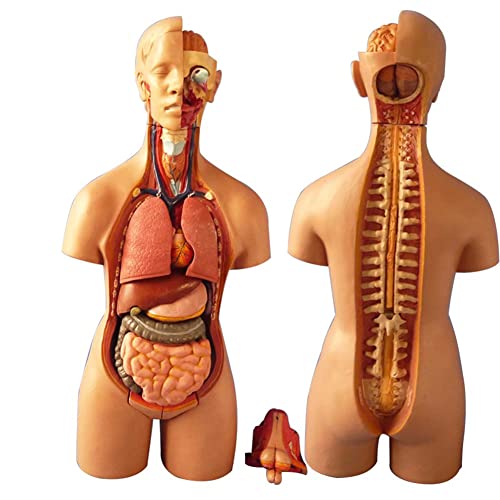MFYHMY 19-teiliges Unisex-Modell des menschlichen Torsos, Torso des menschlichen Körpers mit abnehmbaren Organen für das Lernen im wissenschaftlichen Labor und die Präsentation von Bildung von MFYHMY