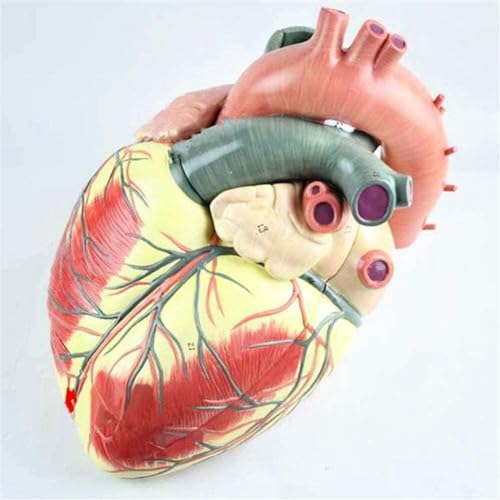 MFYHMY 3X vergrößertes Herzanatomiemodell, Lehrmodell für menschliche Herz-Kreislauf-Medizin, medizinische Lehr-/Anatomie-/Biologieausrüstung von MFYHMY