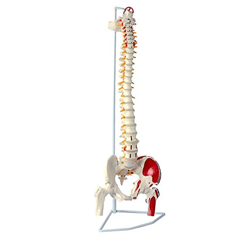 MFYHMY Anatomisches Wirbelsäulenmodell, flexibles Wirbelsäulenmodell mit Femurköpfen und bemalten Muskeln, für die medizinische Ausbildung von MFYHMY