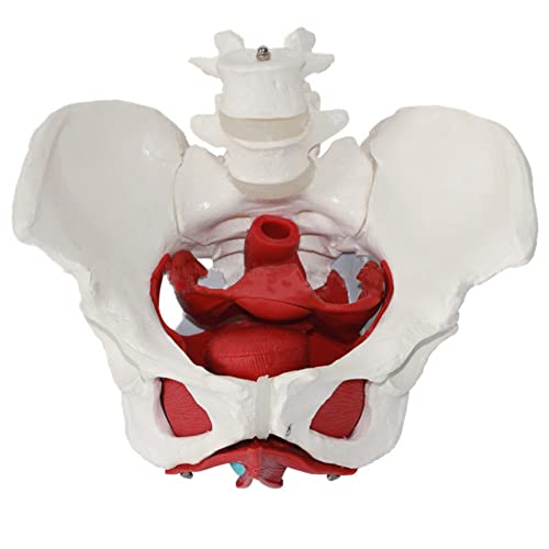 MFYHMY Anatomisches weibliches Beckenmodell, weibliche Becken- und Beckenmuskelmodelle, einschließlich abnehmbarer Organe wie Gebärmutter, Dickdarm und Blase von MFYHMY