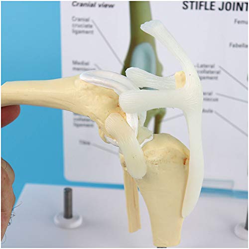 MFYHMY Kniegelenkmodell für Hunde – Tiergelenkmodell aus PVC – 4-Stufen-Modell für Osteoporose bei Hunden – Demonstrationsmodell für Lehrer von MFYHMY