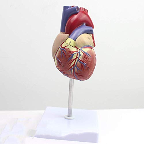 MFYHMY Lehrmodell, zerlegtes anatomisches menschliches Herzmodell, Anatomie, medizinisches Lehrmittel, experimentelle Lehrhilfe, medizinische Modelle von MFYHMY