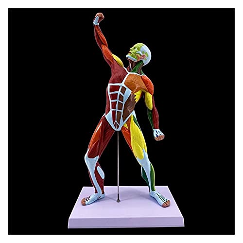 MFYHMY Menschliche Anatomie-Figur, menschliches Muskelmodell, Muskelmodell des menschlichen Körpers, Fitnesssystem, Skizzieren, Unterrichten (50 cm) von MFYHMY