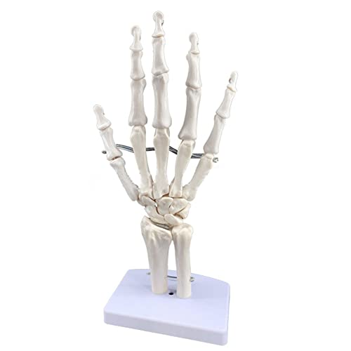 MFYHMY Menschliches Handskelettmodell, Handknochen-Ulna- und Radiusmodell, Skelett mit beweglichen Gelenken von MFYHMY