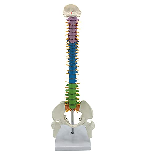 MFYHMY Menschliches Wirbelsäulenmodell, farbiges, lebensgroßes anatomisches menschliches Skelett-Wirbelsäulenmodell von MFYHMY