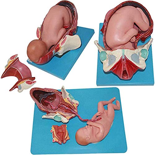 MFYHMY Vollzeitmodell des fetalen Entbindungsprozesses, dreistufiges anatomisches, waschbares Schwangerschaftsbecken für medizinische Demonstrationen zur Fruchtbarkeitserziehung von MFYHMY