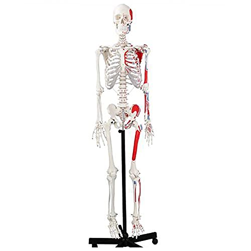 Medizinisches anatomisches Modell, lebensgroßes menschliches Skelettmodell, 170 cm, inklusive Ständer von MFYHMY