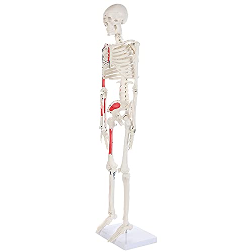 Medizinisches anatomisches Modell, lebensgroßes menschliches Skelettmodell, zum Ausstellen und Studieren von MFYHMY