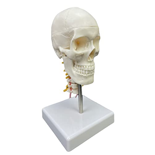 Menschlicher Schädel mit Halswirbel, anatomisches Modell, Skulpturenversorgung für das Studium im Klassenzimmer, didaktisches Modell, menschlicher Schädel mit Halswirbel, anatomisches Modell von MFYHMY