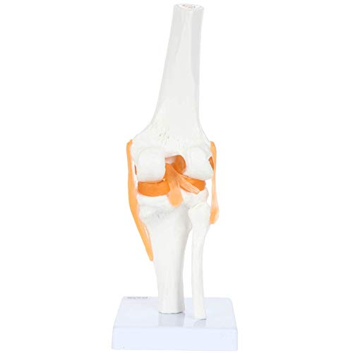 Menschliches Knie-Anatomiemodell, medizinisches anatomisches Modell, geeignet für medizinische Ausbildung, Ausbildungshilfe, Laborbedarf von MFYHMY