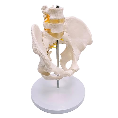 Menschliches Körpermodell, anatomisches Modell des Beckenmodells, eine Größe des weiblichen Beckens, zwei Lendenwirbel, Modell der Wirbelsäule für das Modell des menschlichen Werkzeugs von MFYHMY