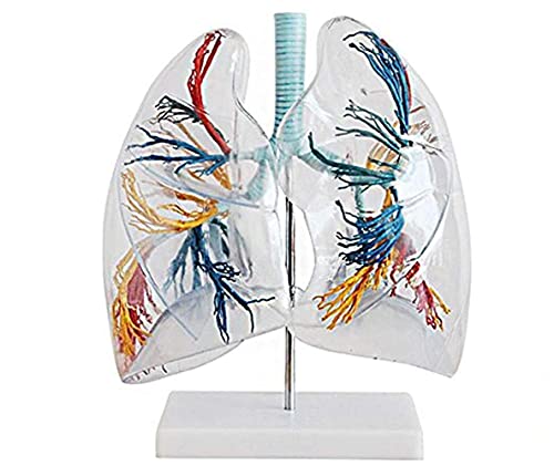 Menschliches Lungenmodell, transparentes Lungensegmentmodell, anatomisches Modell des bronchialmedizinischen Baums für Lehre und Lehre von MFYHMY
