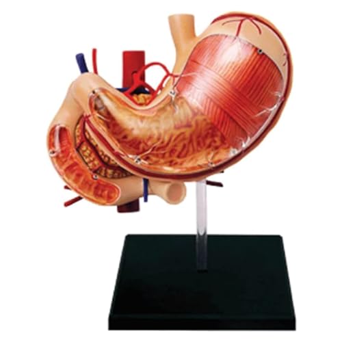 Menschliches Organmodell, Modell der Anatomie des Körpers des Magens, Modell menschlicher Organe, Farborgane, abnehmbare Organe für das Schulstudium von MFYHMY