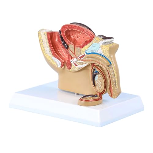 Menschliches Organmodell Modell des männlichen Beckenanatomiemodells Ausstellungsmodell des anatomischen Modells der urogenitalen Prostata für die Schulstudie von MFYHMY