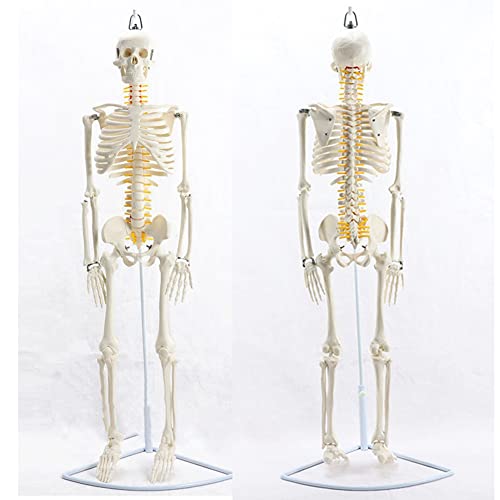 Menschliches Skelettmodell für Anatomie, lebensgroße anatomische Skelettnachbildung mit abnehmbarer Schädeldecke, beweglichen Armen und Beinen, menschliches Skelettmodell für Lehrmittel an der medizin von MFYHMY