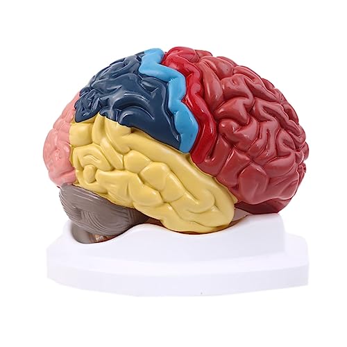 Modell Modell Funktionsbereich des menschlichen Gehirns Anatomie in natürlicher Größe für die Aula of Sciences Studio MEDIZINISCHES DISPLAY (abnehmbar) Menschliches anatomisches Modell von MFYHMY