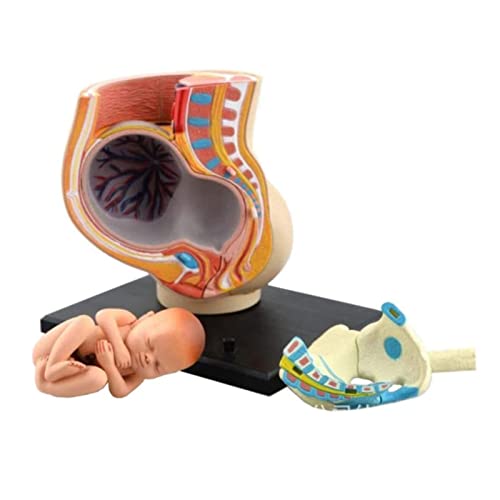 Modell Modell Mensch 4D Vision Vision Menschliche Schwangerschaft Anatomie des Körpers Becken Lehrmodell Biologie Lehrmontage Lehrmittel von MFYHMY