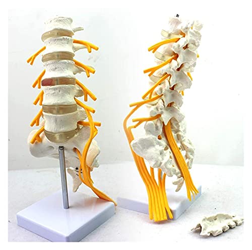 Modell der Wirbelsäule des anatomischen Modells der Eselwirbelsäule des Lendennervs, Skelettanatomie, die beim Training für den medizinischen Unterricht hilft von MFYHMY
