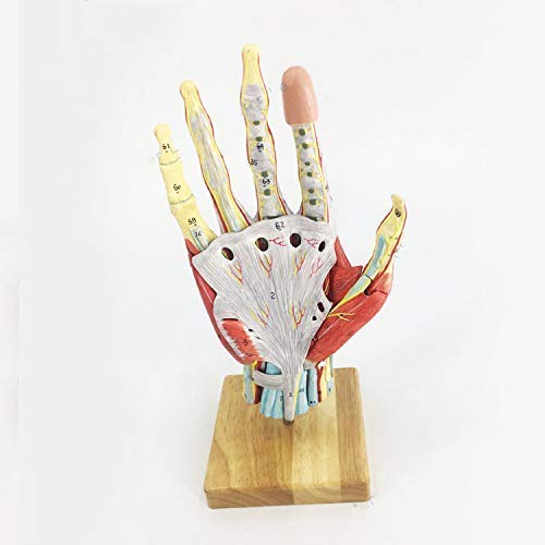 Modell der menschlichen Hand, Modell der inneren Struktur der Hand, anatomisches Skelettmodell der medizinischen Hand mit Bändern, Muskeln, Nerven und Arterien von MFYHMY