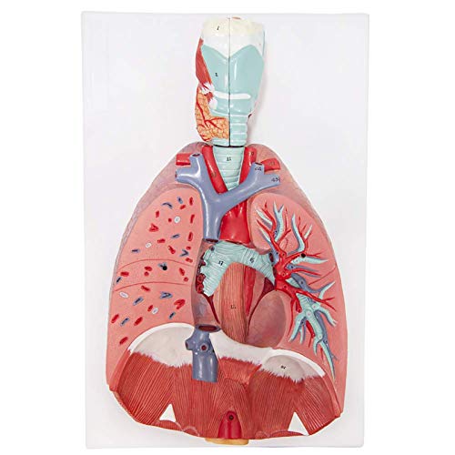 Modell der menschlichen Lunge, Modell des Atmungssystems mit 7 abnehmbaren Teilen, einschließlich 2-teiligem Herzen und abnehmbarem Kehlkopf von MFYHMY