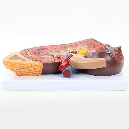Modell der menschlichen Niere, anatomisches Modell, 3-Fach vergrößerte natürliche Größe | Nebenniere und Nephrone für das Lehrmittel des Medici-Büros von MFYHMY