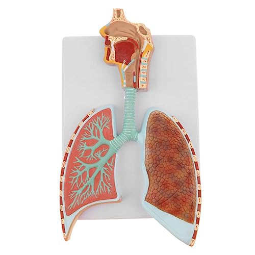 Modell des menschlichen Körpers, Atmungssystems, Lungenlappen, Alveolen, Modell der medizinischen Anatomie, didaktische Ressourcen für die menschliche Krankenpflegeausbildung, anatomisches Modell von MFYHMY