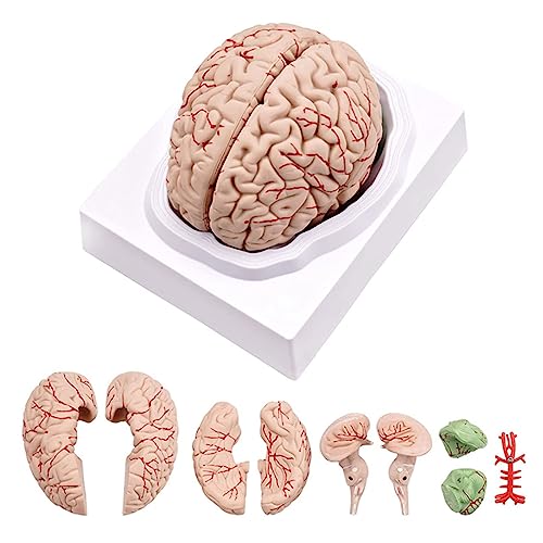 Modell des menschlichen Körpers, Modell des menschlichen Gehirns, Modell der Anatomie in natürlicher Größe, mit Anzeigebasis für das Modell des menschlichen Betrachtungsmodells von MFYHMY