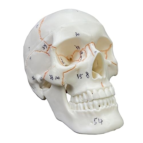 Modell des menschlichen Körpers, Modell des menschlichen Schädels, natürliches Modell des Kopfes des menschlichen Huma Huma, mit einem anatomischen, herausnehmbaren Lernwerkzeug von MFYHMY