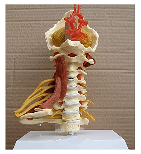 Modell des menschlichen Körpers, der Halswirbel und des Körpers der Wirbelsäule. Menschliche Anatomie der Halswirbelsäule, medizinisches Lehrmodell von MFYHMY