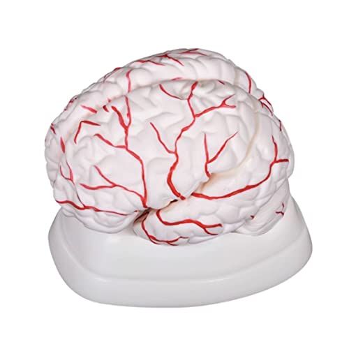 Modell des menschlichen Körpers Modell des menschlichen Gehirns, zerlegbar in 8 Teile. Anatomie des menschlichen Gehirns in der Größe, einschließlich grundlegendem Demonstrationsmodell für menschliche von MFYHMY