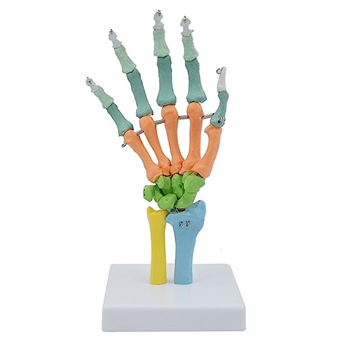 Modell des menschlichen Körpers. Modell der Anatomie der Artikulation der menschlichen Hand mit natürlicher Größe. Modell der didaktischen Ressourcen der Humanwissenschaft. Anatomisches Modell von MFYHMY