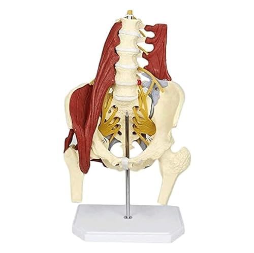 Modell des menschlichen Organs, einseitiges Muskelmodell der Lendenwirbelsäule, des Skeletts des Heiligen für Erwachsene mit natürlichem Größenmodell für die Schulstudie von MFYHMY