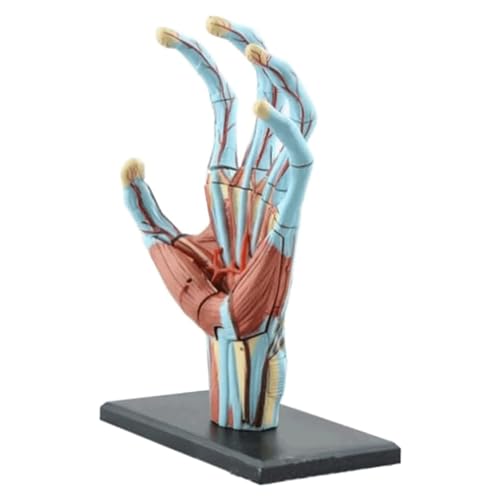 Modell des menschlichen Organs, farbiges anatomisches Modell der menschlichen Hand, 28 Teile, menschliches Muskelmodell, abnehmbares Modell des menschlichen Körpers für das Schulstudium von MFYHMY