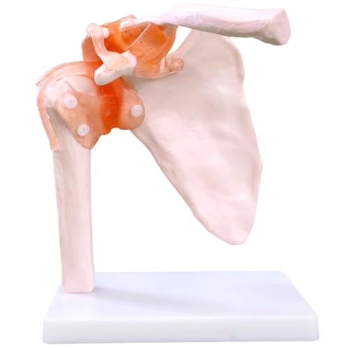 Modell eines menschlichen Organs, Modell der Artikulation der menschlichen Schulter, natürliches Modell von Knochen und Bändern, Modell eines menschlichen Organs als medizinisches Lernspielzeug von MFYHMY