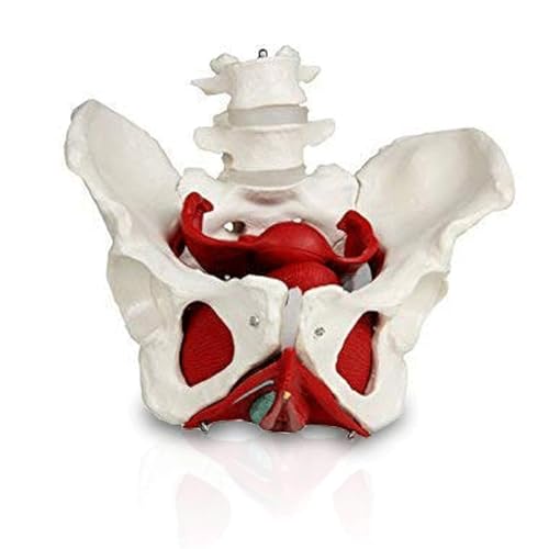 Modell eines menschlichen Organs, Modell des weiblichen Beckens mit 2 Lendenwirbeln, Modell des weiblichen Beckenmuskels, Modell des menschlichen Skeletts für die Schulstudie von MFYHMY