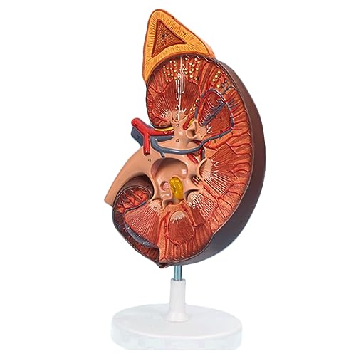 Modell eines menschlichen Organs, Modell eines menschlichen inneren Organs aus PVC-Material mit Logo, Modell einer dreifachen Vergrößerung der Nierenanatomie für die Schulstudie von MFYHMY