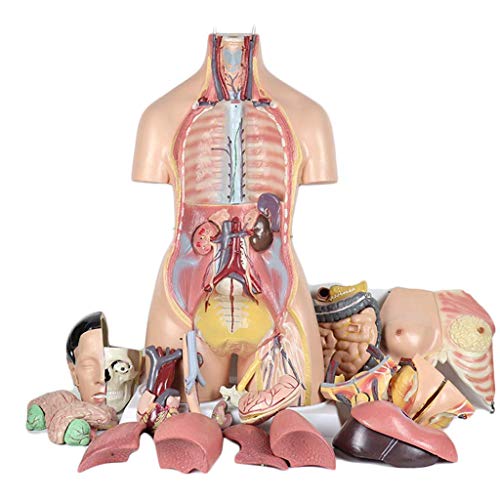 Pädagogisches Modell, 85 cm, menschliches Torso-Anatomiemodell, menschliches Modell für Lehrmittel, Hilfsmittel, bi-abnehmbar, 38 Teile, medizinische Modelle (Advanced Painted 85 cm) (Advanced Painted von MFYHMY
